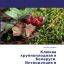 Клюква крупноплодная в Беларуси. Интродукция и сортоизучение.